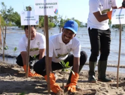 PLN Kolaborasi dengan BBKSDA Tanam 57.750 Bibit Mangrove di Tiga Lokasi Pesisir NTT